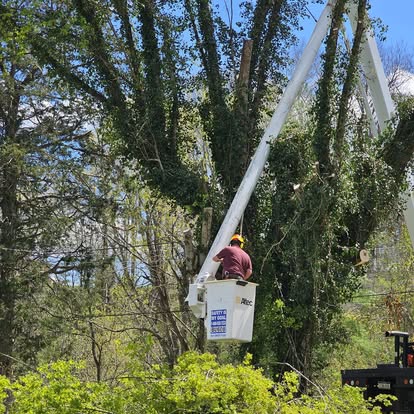 Professional tree trimming from bucket truck